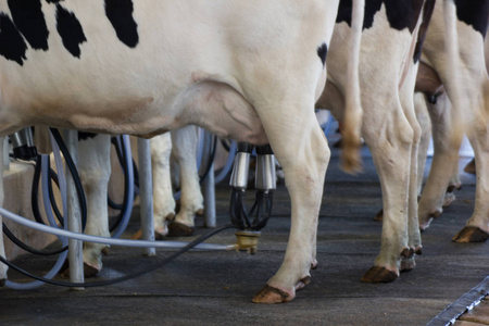关闭奶牛挤奶设施, 奶牛挤奶机现代
