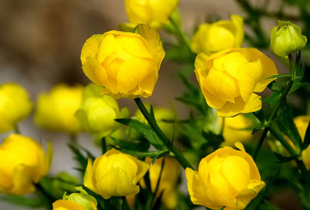 美丽的黄色 Globeflowers 欧洲。红书之花