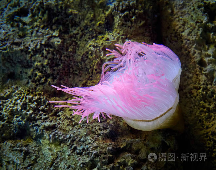 粉红海葵
