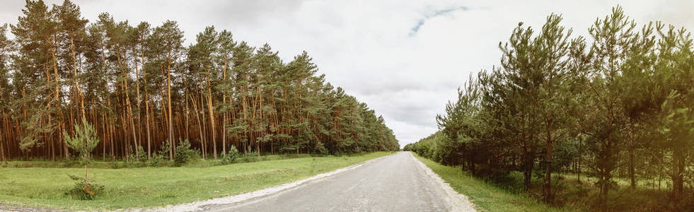 一个绿色 j 的夏季松树林的道路全景