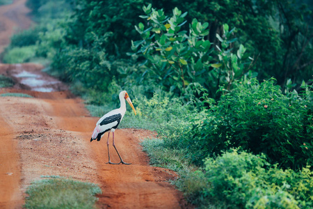 在斯里兰卡 Udawalawe 国家公园的令人惊叹的鹳