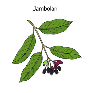 Jambolan 丁香 cumini, 或爪哇梅, 药用植物