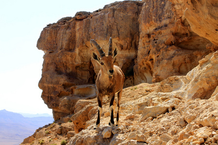 ibex 雷蒙火山口在悬崖上