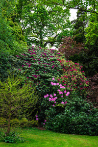 早春的英国公共花园盛开的杜鹃