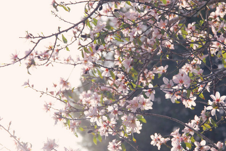 春天白色的樱花树的背景。选择性的焦点
