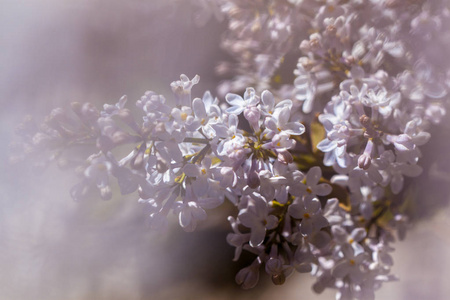 盛开的丁香花特写