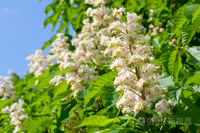 春天开花栗子花