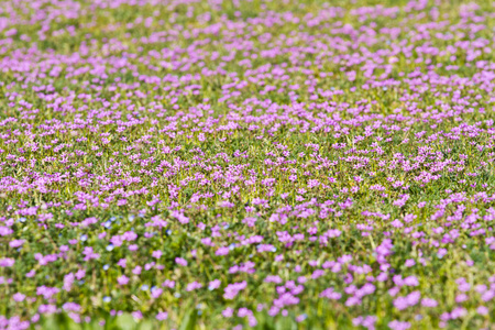 紫丁香花草甸