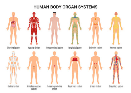 人体器官系统海报