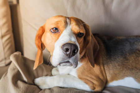 病猎犬狗