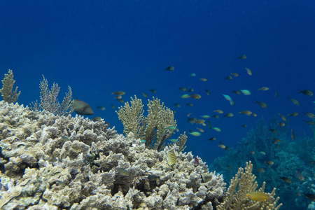 珊瑚礁中令人印象深刻的生物多样性
