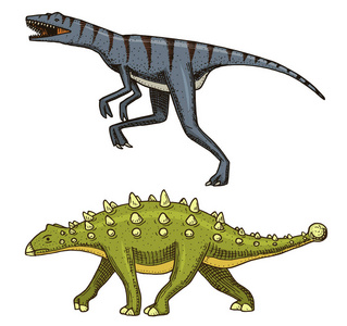 恐龙甲, Talarurus, 迅猛, Euoplocephalus, Saltasaurus, 骨骼, 化石。史前爬行动物, 