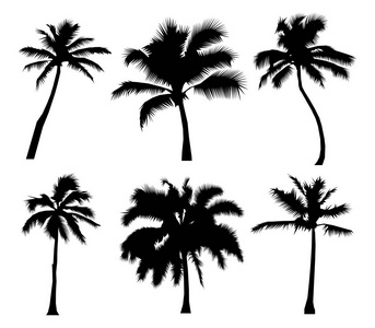 棕榈热带黑色剪影椰子树, 自然标志, 在白色背景平面设计例证