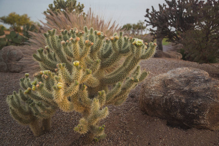 Cholla 仙人掌在亚利桑那州的沙漠, 因为太阳设置