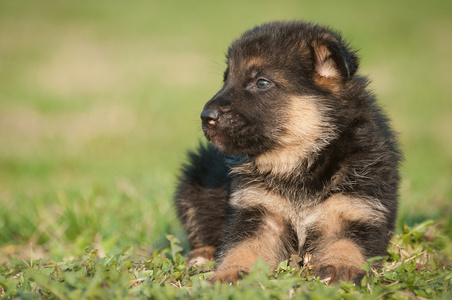 德国牧羊犬幼犬