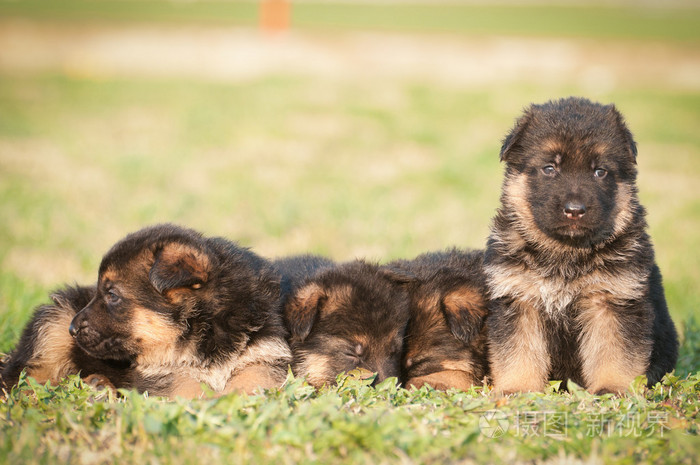 德国牧羊犬幼犬