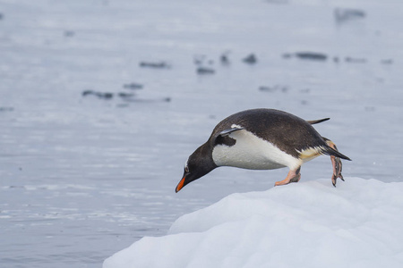 巴布亚企鹅在冰上