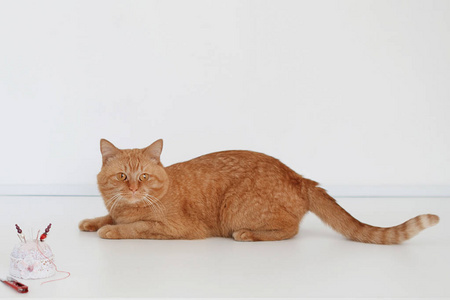 大蓬松的红猫与橙色的眼睛躺在一个白色的桌子上, 看着相机