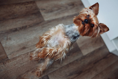 约克郡猎犬站在地板上