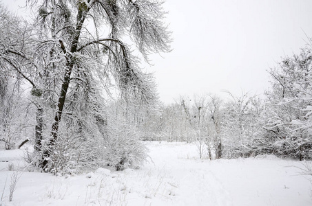 大雪覆盖的公园里的冬季景观。树的树枝上有一层厚重的积雪。