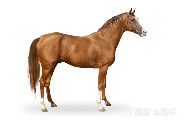 摄图新视界 照片 动物 隔离白底红 warmbllood 马.jpg