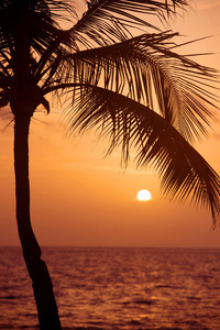 椰子树在热带海岸，用复古色调，温暖的色调