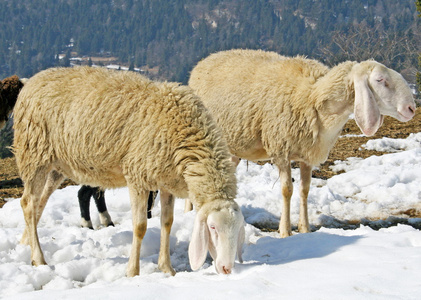 在山中寻找草雪中放牧绵羊图片