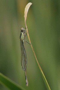 蓝尾娘Ischnura 线虫, 克里特岛