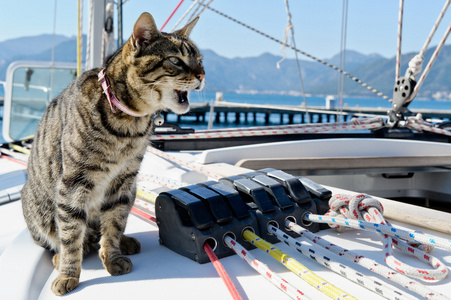 索具的帆船游艇的船长猫