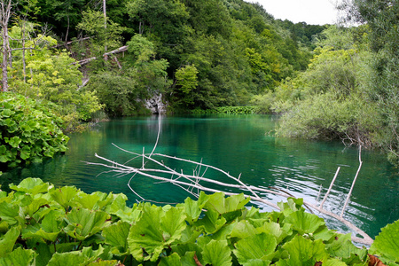 野生湖