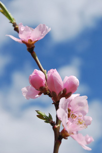 杏花对蓝蓝的天空