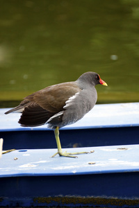 常见 moorhen