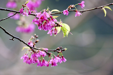 粉红色的樱花