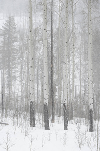 雪覆盖的树木在冬天, 班夫国家公园, 艾伯塔省, 加拿大