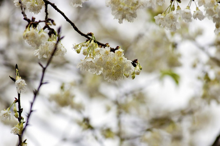 白樱花