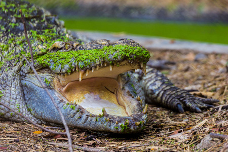 泰国曼谷农场的鳄鱼嘴开放