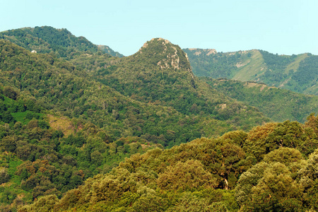 科西嘉岛的哥斯达黎加山和板栗林