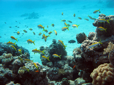 珊瑚礁与外来鱼类