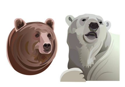 北极熊和棕熊肖像