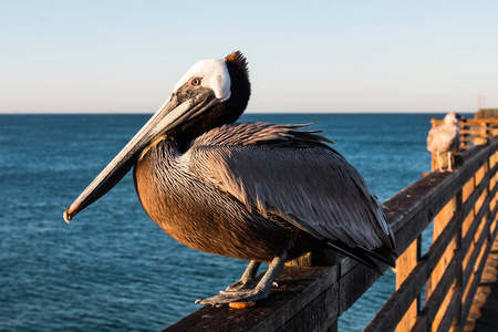 加利福尼亚圣地亚哥黎明海边码头的加利福尼亚棕鹈鹕 Pelecanus 花蓟马 californicus