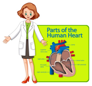 显示人体心脏部分的医生和海报