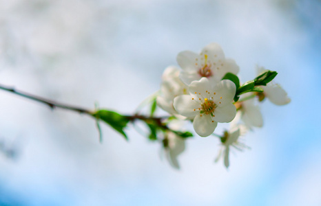 白樱桃花