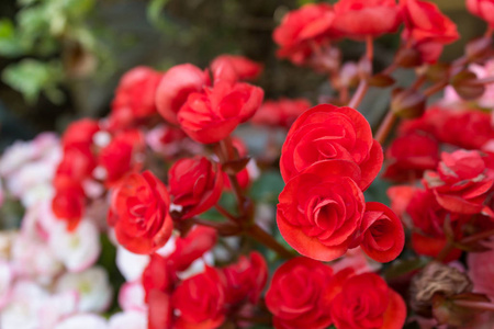 花苑盛开的红海棠花