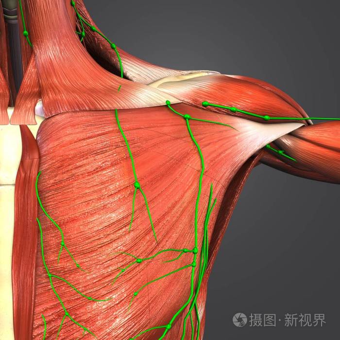 人体肩部肌肉与骨骼淋巴结的彩色医学例证