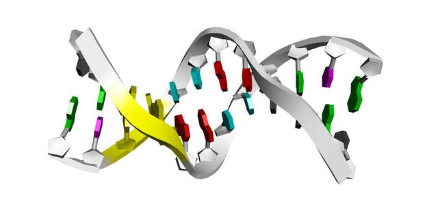 dna 的 3d 模型