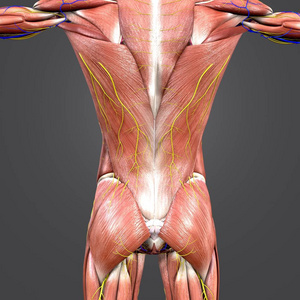 人体肌肉和骨骼的彩色医学例证与循环系统和神经的椎柱