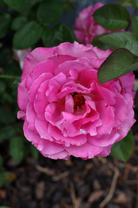 新鲜多彩多姿的粉红色玫瑰花特写