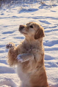 在冬天散步的轻型狗猎犬