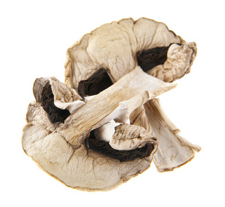 干的蘑菇在白色背景上孤立