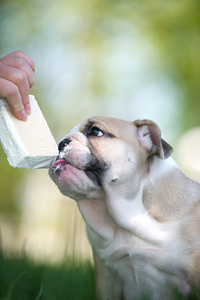 冰淇淋可爱英国牛头犬小狗图片